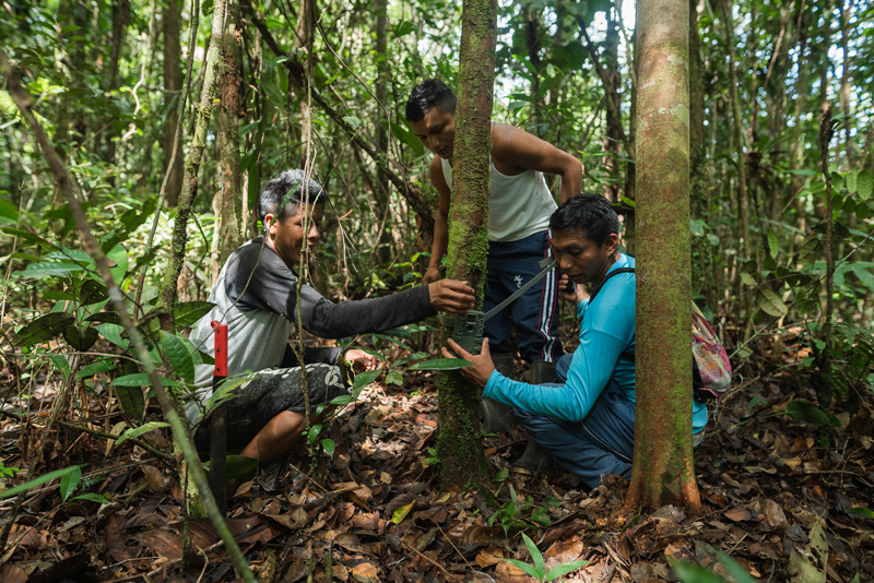 Vaupés community members measuring trees for project monitoring activities