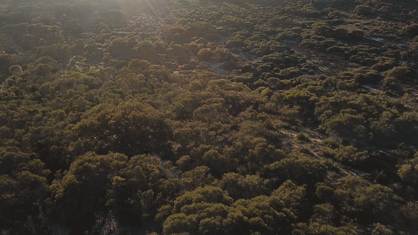 Image: Mount Sandy protects one of the last remaining pockets of native vegetation in a region dominated by cattle ranching.