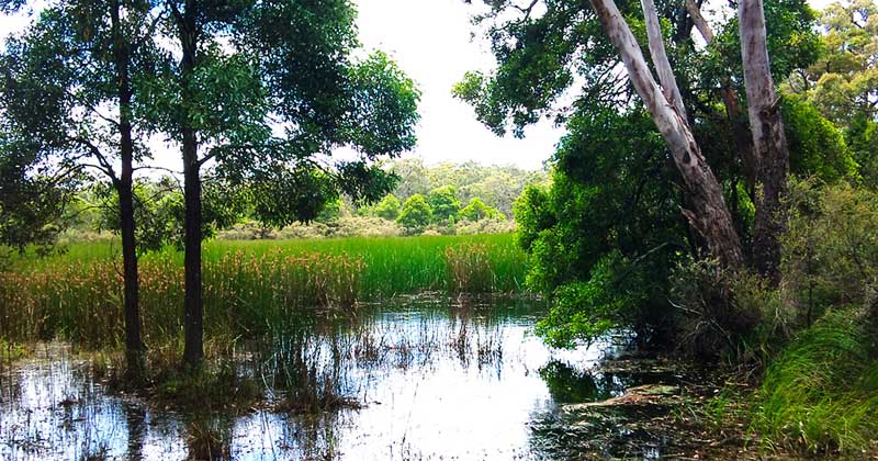 The Myamyn Conservation Project