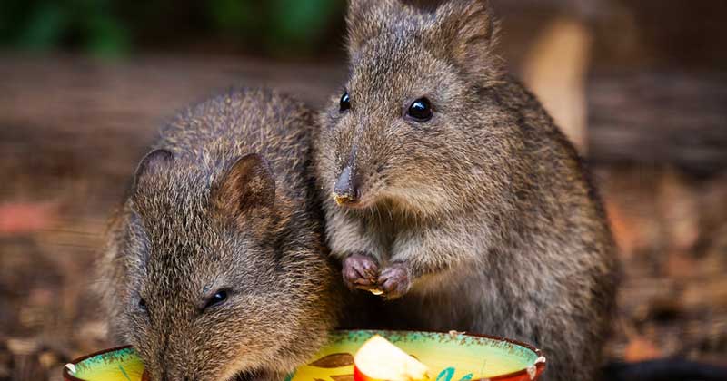 Long-nosed Potoroo