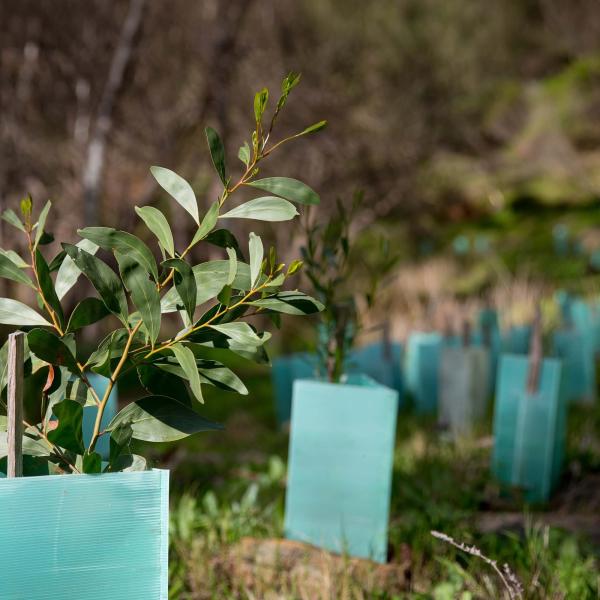ArboRise Participative Reforestation in Upper Guinea