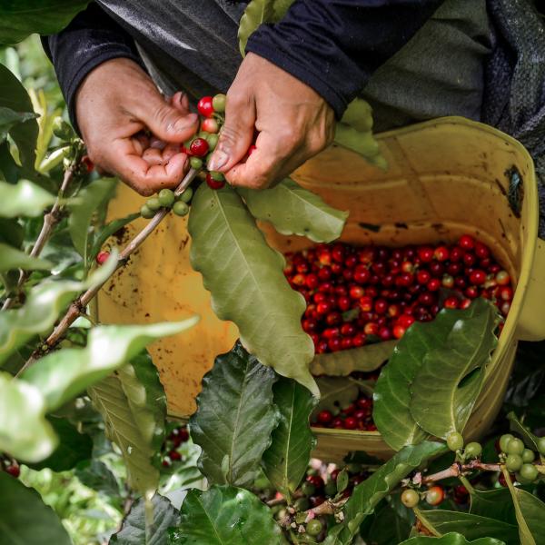 Agroforestry Plantations in Karnataka