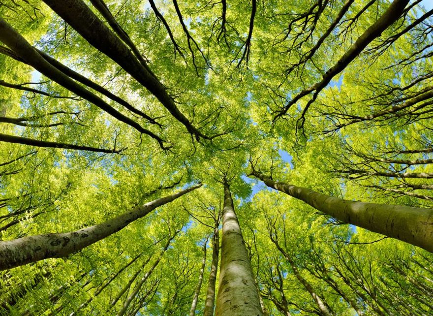 Afforestation, reforestation, and revegetation (ARR)