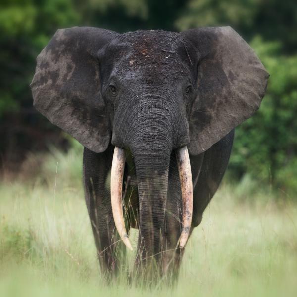 EcoMakala Virunga Reforestation Project
