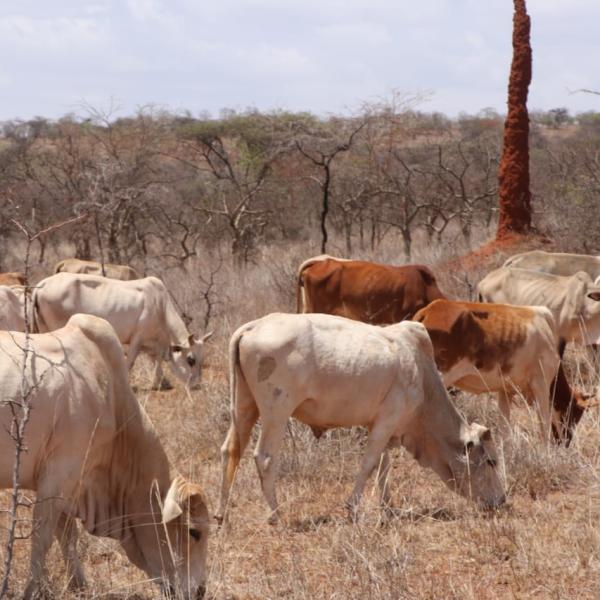 AfriScout Regenerative Grazing Project