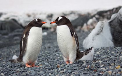 animals-antarctic-antarctica-689784.jpg