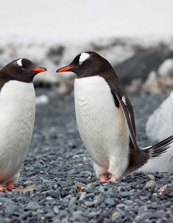 South Poles Penguin