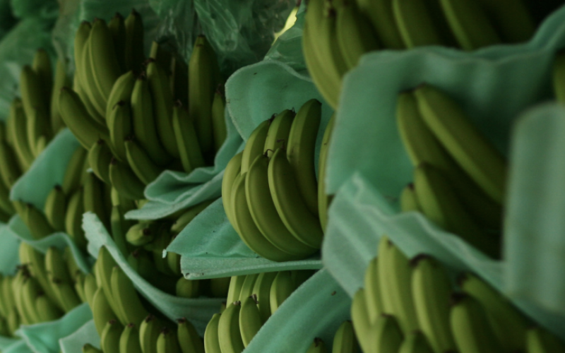 Case study — World's first AWS group certification for eleven banana farms in Colombia