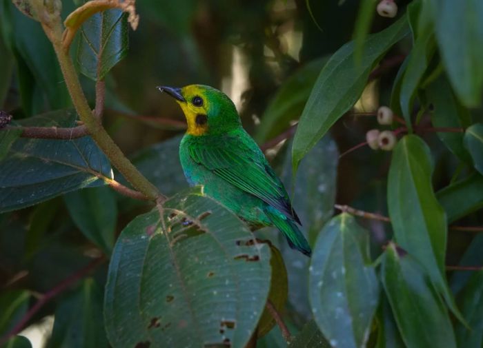 COP16: Biodiversity markets: enhancing financial and social sustainability of conservation projects
