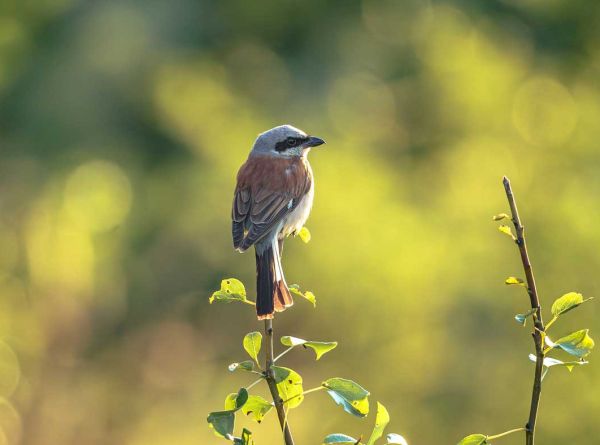 Top global business risk