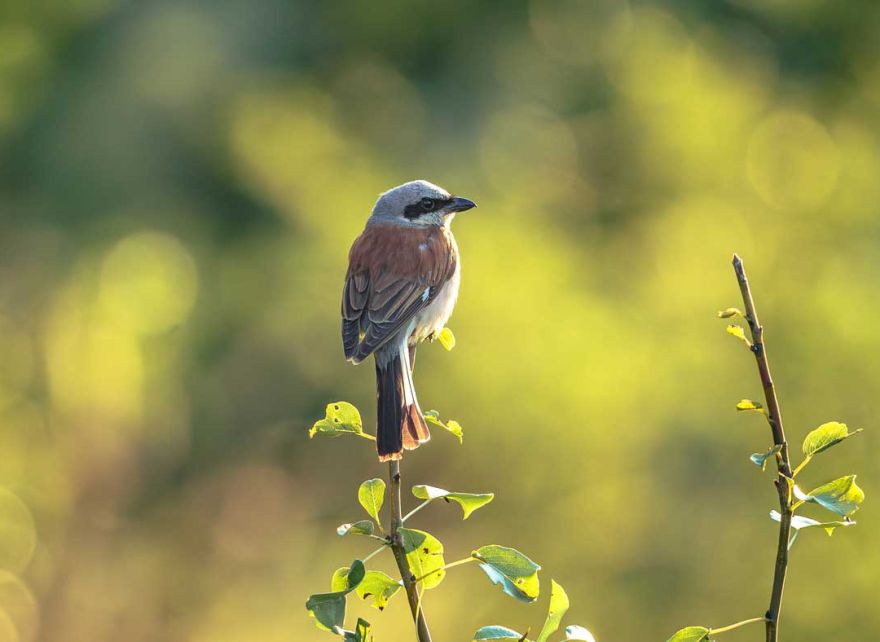 Driving business resilience through biodiversity