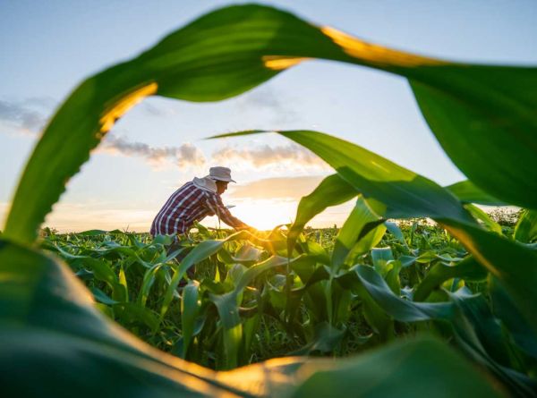 Guide for Equitable Farmer Engagement in Scope 3 Decarbonisation