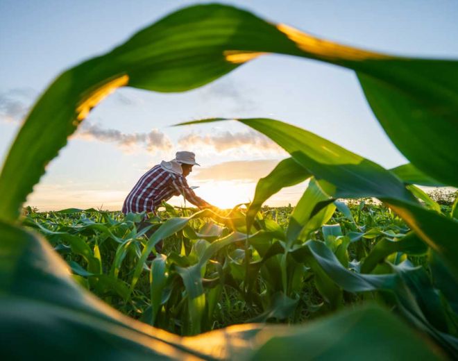 Guide for Equitable Farmer Engagement in Scope 3 Decarbonisation