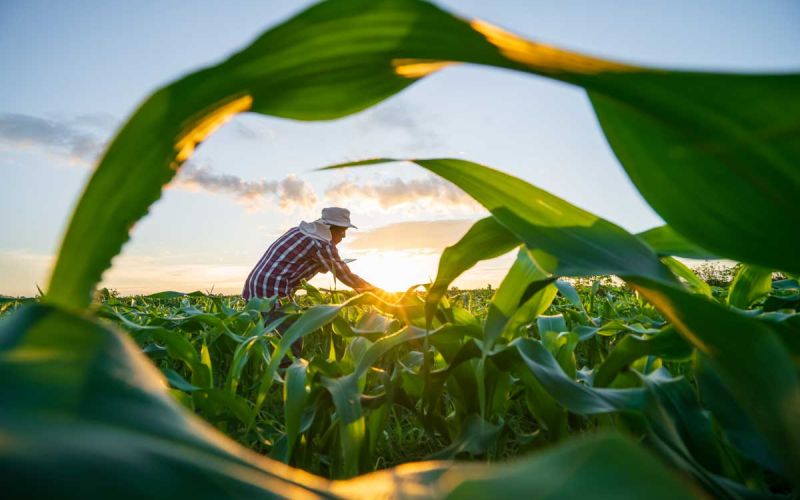 Guide for Equitable Farmer Engagement in Scope 3 Decarbonisation