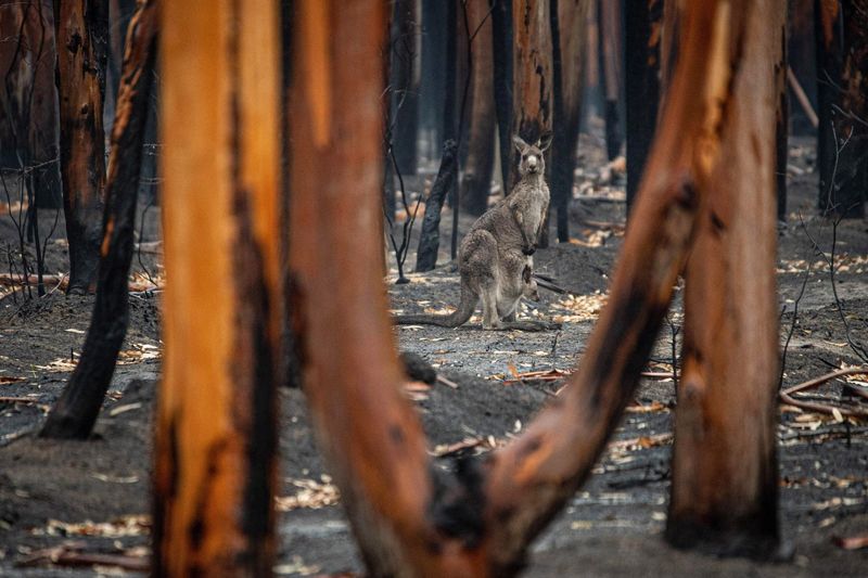 Saving The Savanna: Indigenous Fire Management Projects Across Australia
