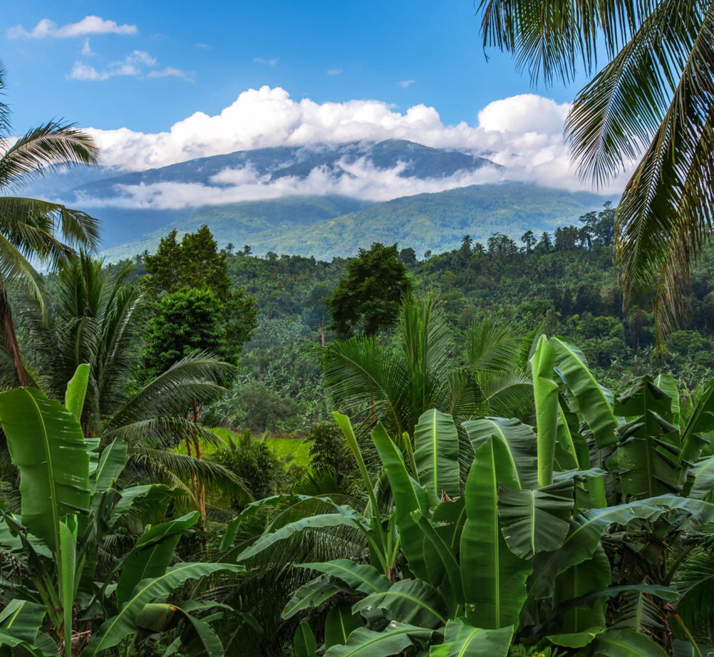 Scaling verifiable carbon impact in challenging markets