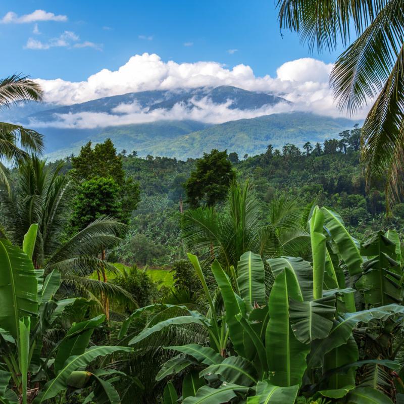 Scaling verifiable carbon impact in challenging markets