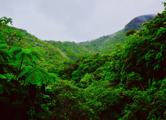 Marché volontaire du carbone : 8 tendances à suivre en 2022