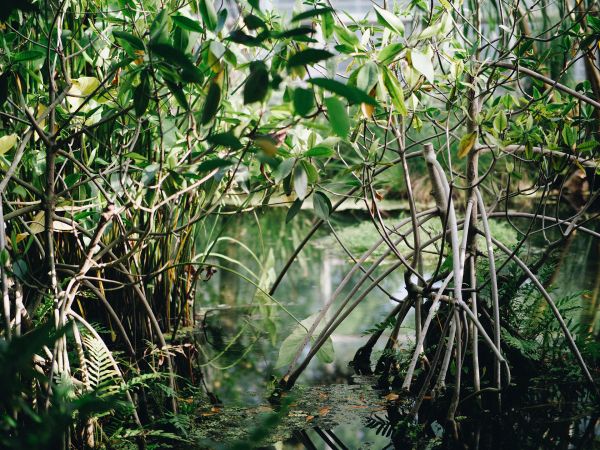 case-study-livelihoods-mangroves-project.jpg