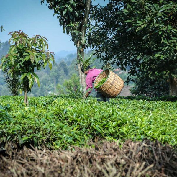 Watch Asia Pacific recording