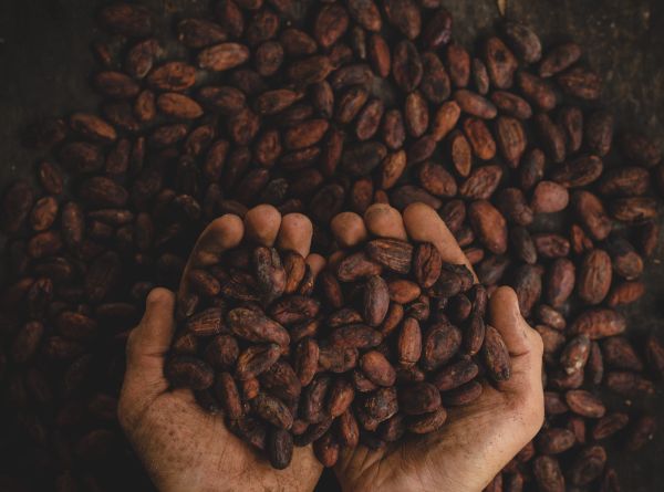 cocoa-beans-south-pole-nestle-case-study.jpg