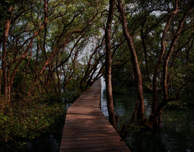 From Mangroves to Forests, Growing Resilience and Scale