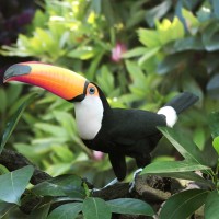 Ten years on: from Paris to the Amazon - the decade that defined decarbonisation