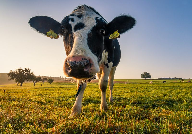Combatting cow burps: how feed ingredients could be poised to transform the agricultural sector