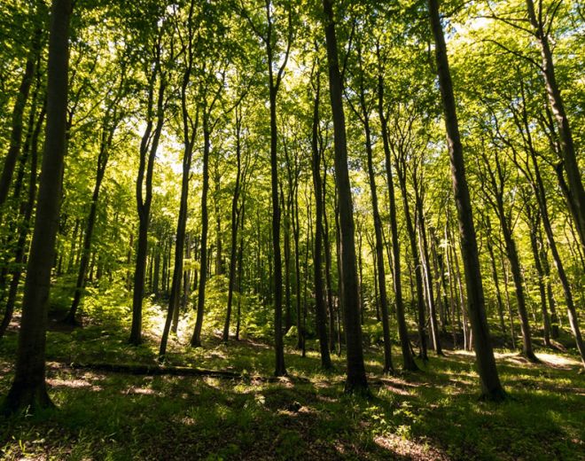 Regionaler Klimaschutz