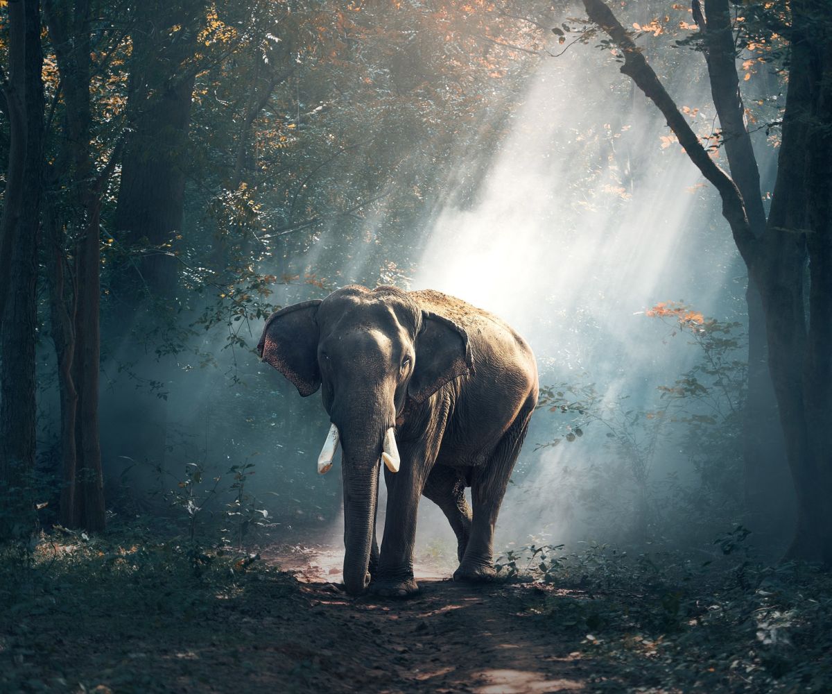 A male elephant in the middle of a forest with a beam of light on the background.