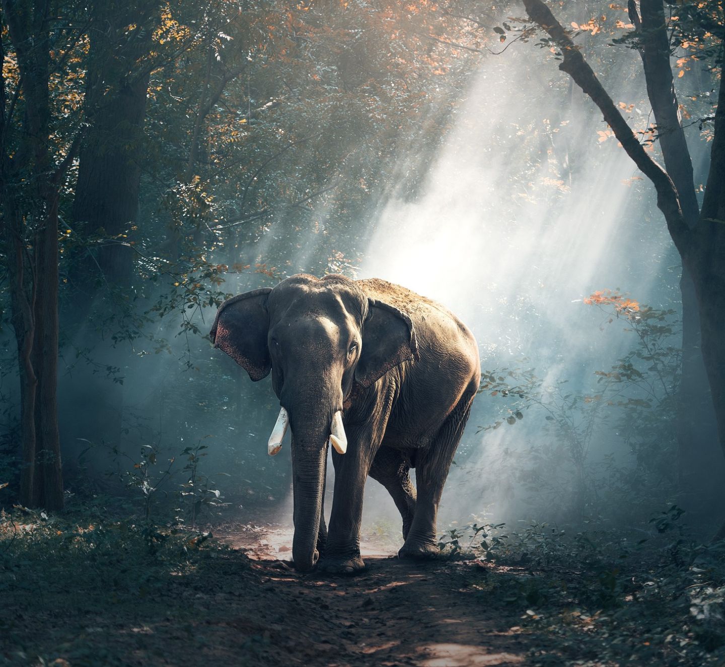 A male elephant in the middle of a forest with a beam of light on the background.