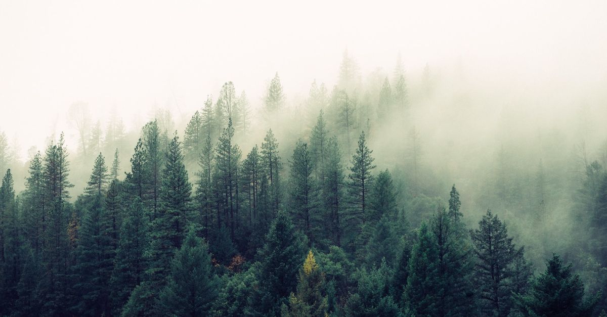 foggy-forest-1.jpg