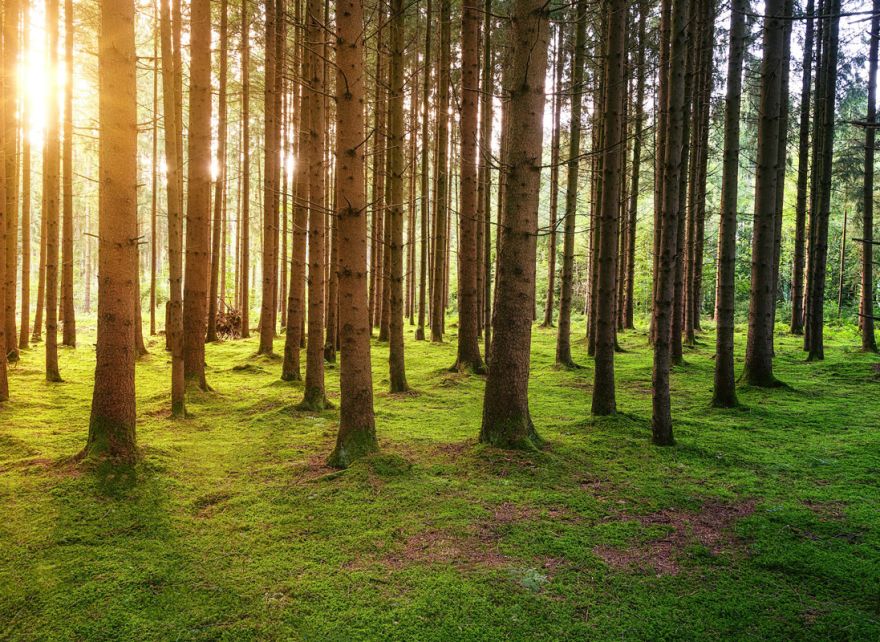 Afforestation, Reforestation and Revegetation (ARR) projects