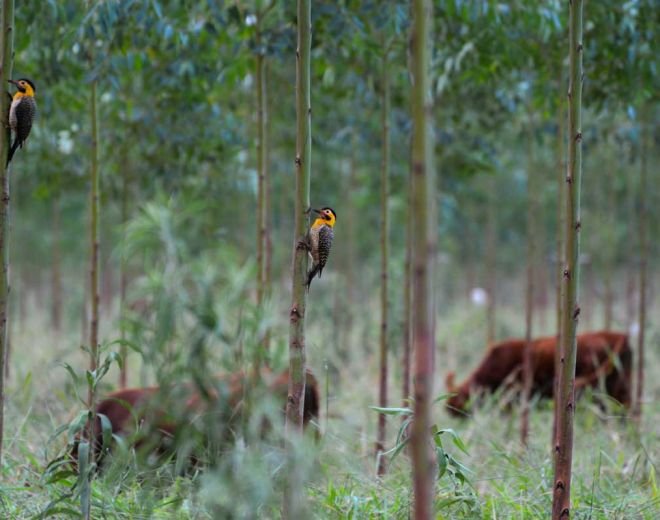 On Demand GotoWebinar Video Testing