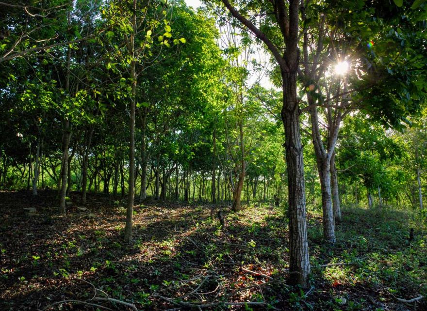 Improved forest management (IFM)