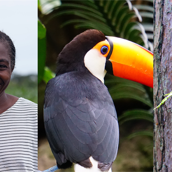 Develop Your Nature Based Project With South Pole