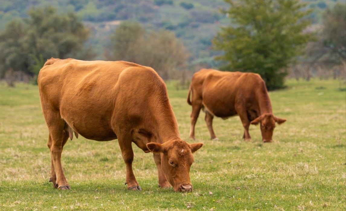 Align land-sector targets with current standards