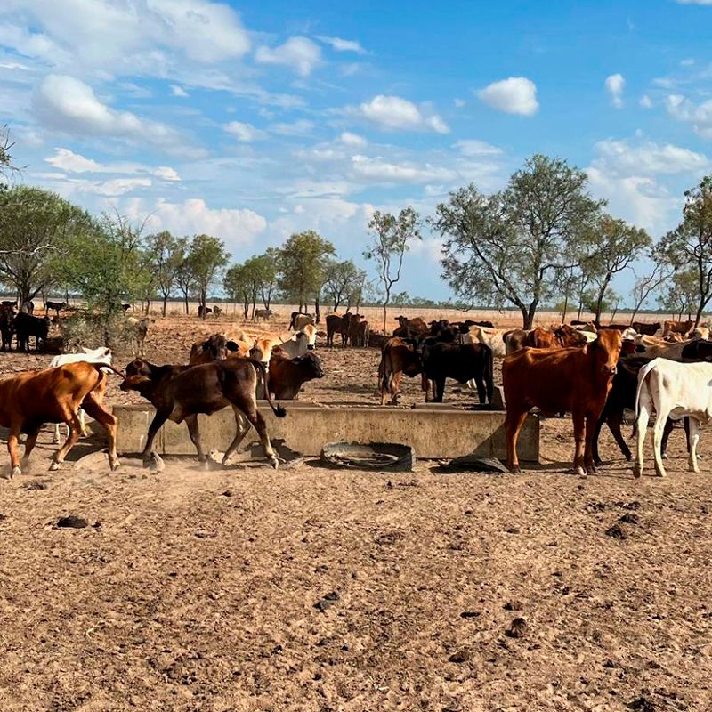 Decarbonising livestock: the challenges and opportunities of reducing methane emissions