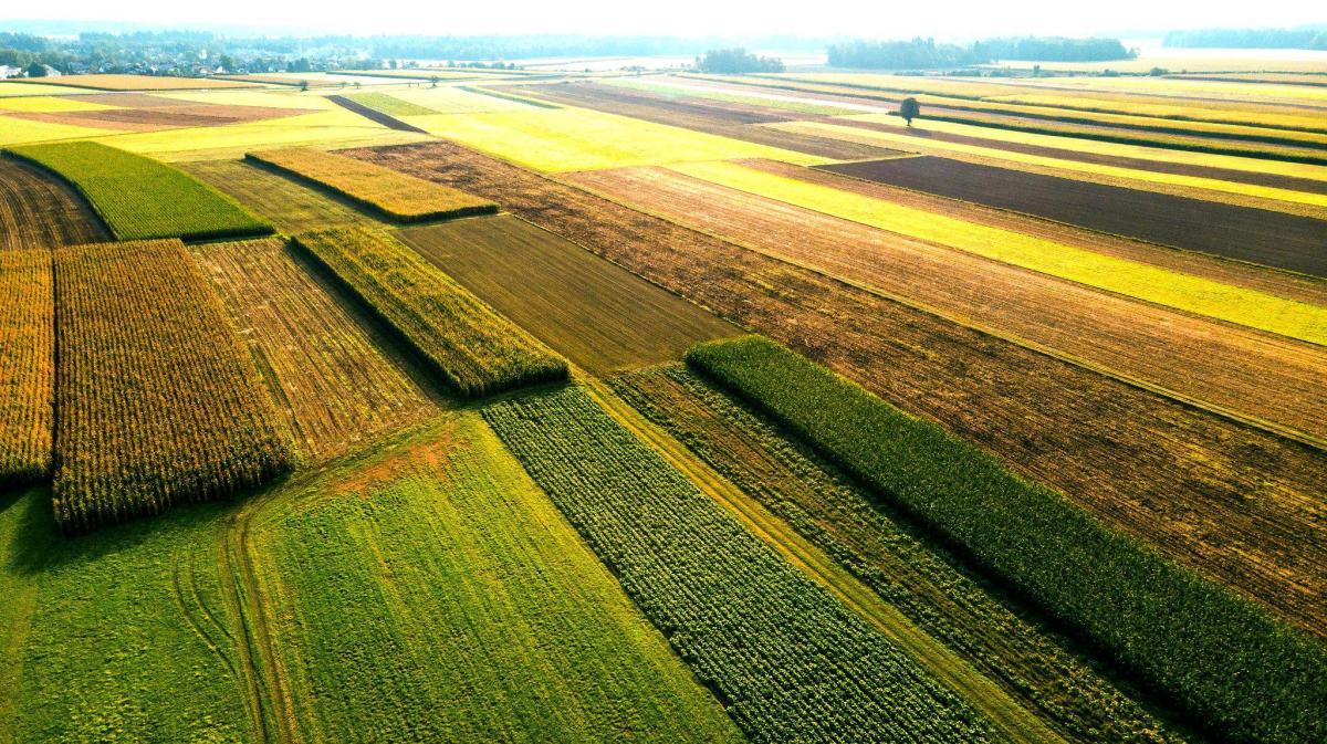 Decarbonise your food and beverage value chain