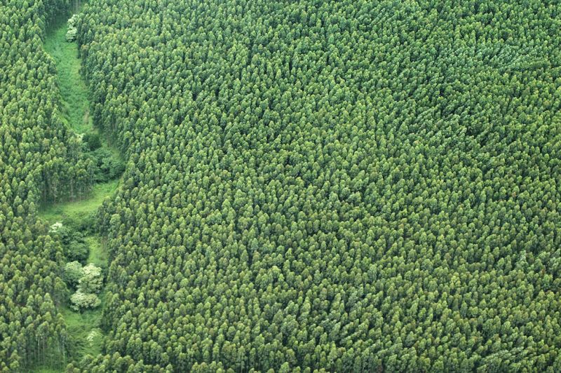 Business and deforestation – are companies going to meet their supply chain commitments?