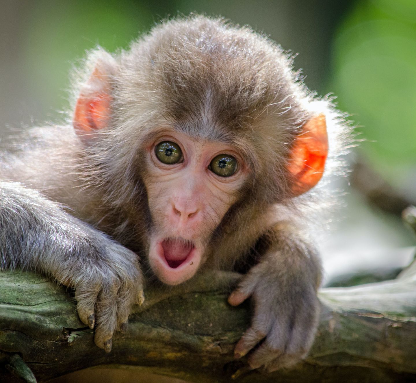 From mangroves to monkeys – how nature-based solutions can protect ecosystems, people, and the planet