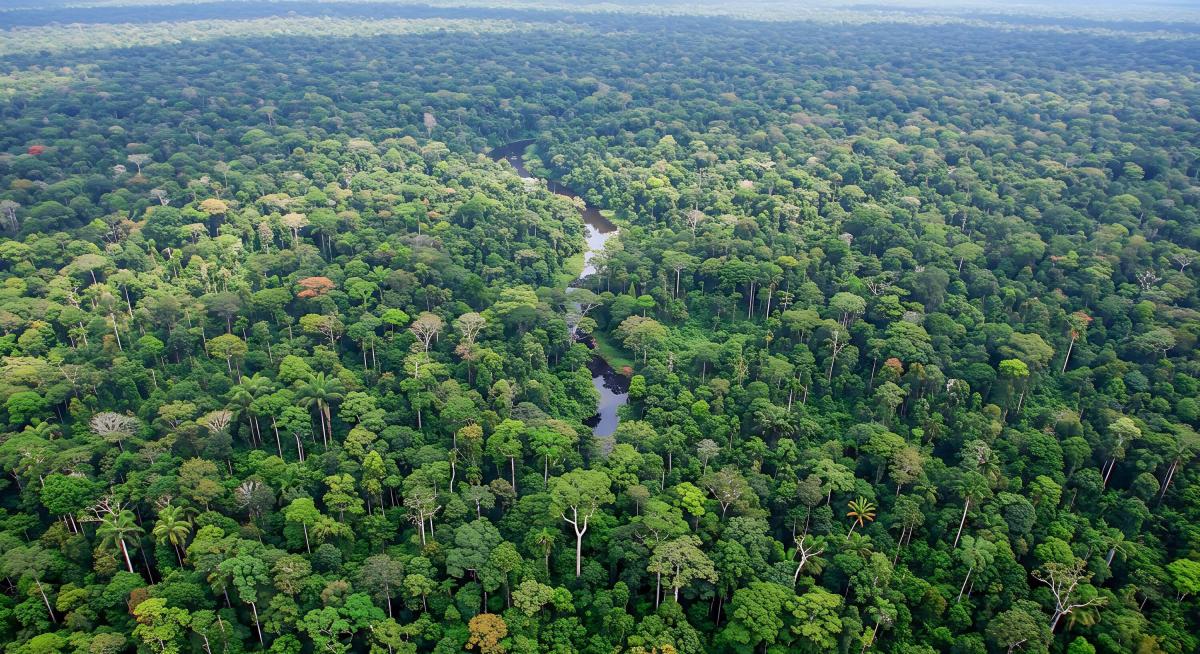 Scaling high-integrity forest carbon with Jurisdictional REDD+ programmes