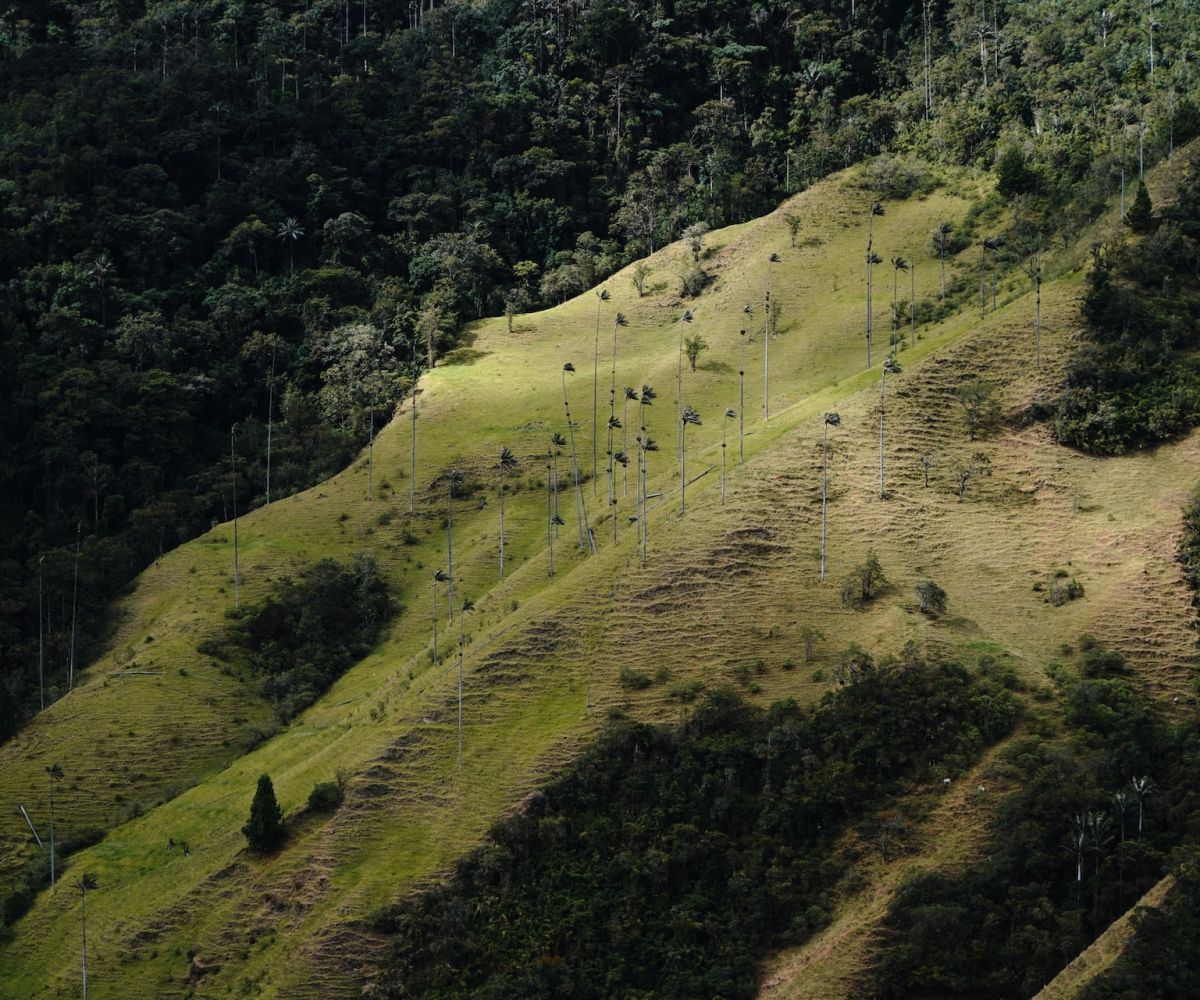 Climate talks: Looking ahead for Latin America - Mauricio Mira Ponton on carbon market paradigm shifts and “sparking the fire“ of climate action