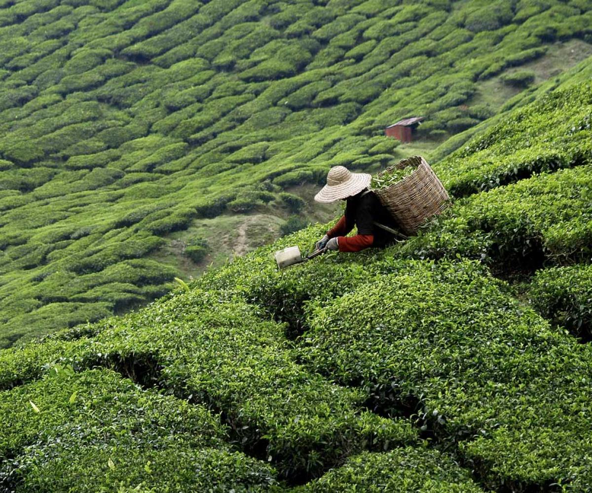 A deep dive into the GHG Protocol Land Sector and Removals Standard: Solving the Scope 3 emissions carbon accounting puzzle