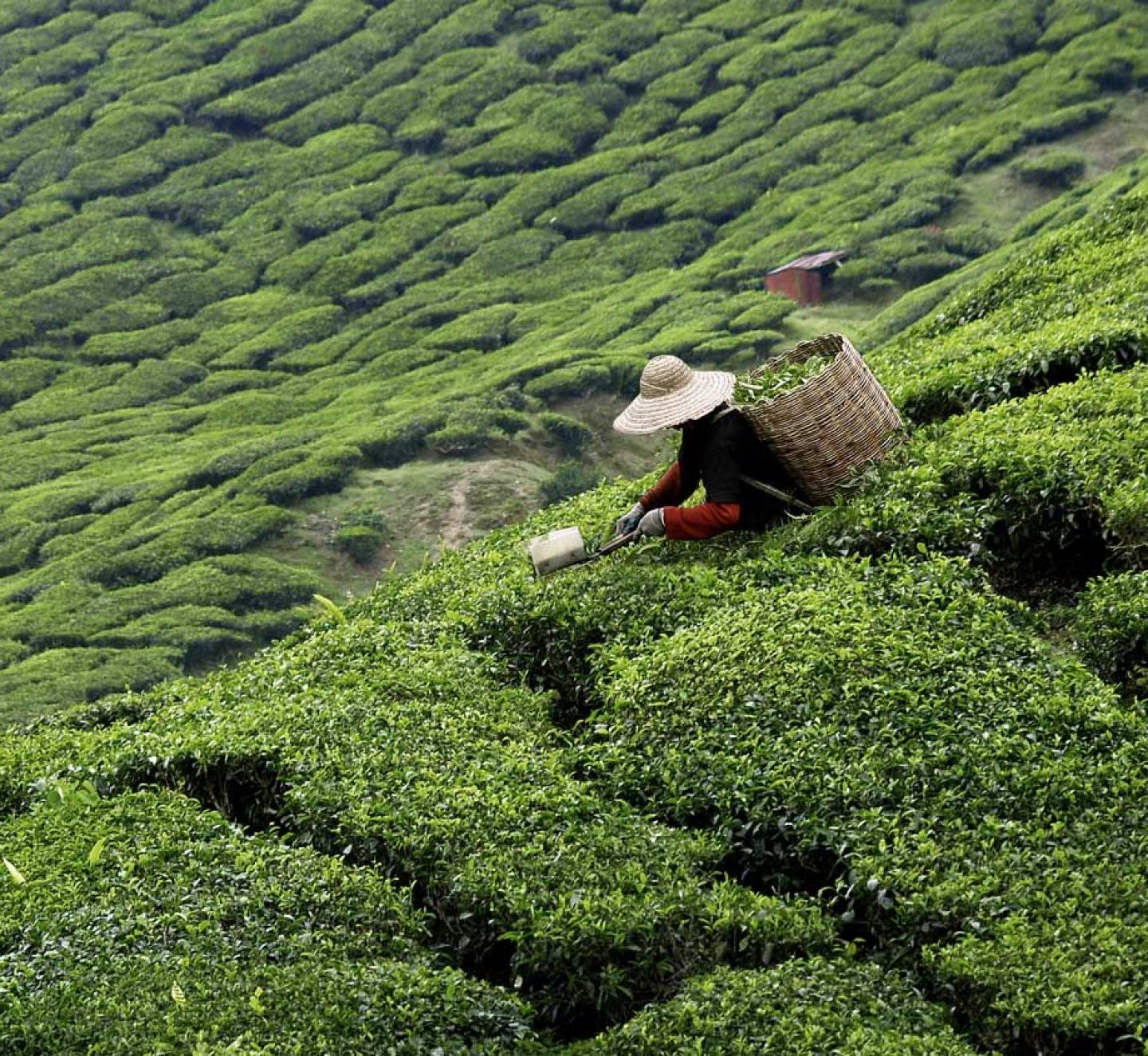 A deep dive into the GHG Protocol Land Sector and Removals Standard: Solving the Scope 3 emissions carbon accounting puzzle