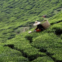 A deep dive into the GHG Protocol Land Sector and Removals Standard: Solving the Scope 3 emissions carbon accounting puzzle