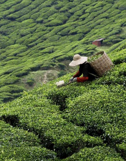 Briefing on the Land Sector and Removals Standard &amp; its implications to your business