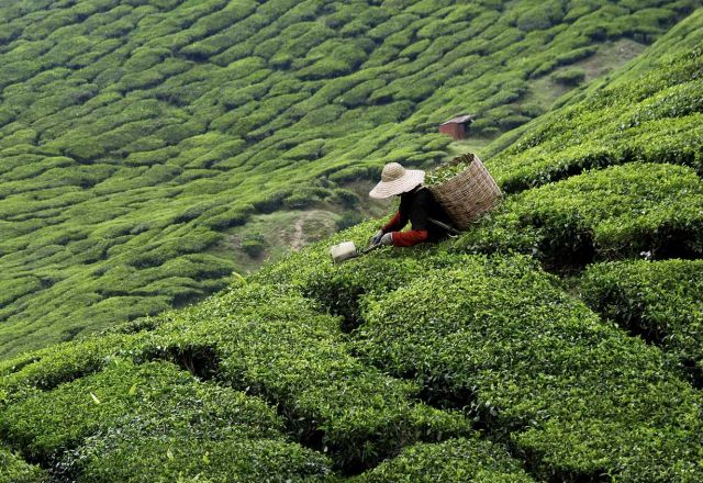 Briefing on the Land Sector and Removals Standard & its implications to your business