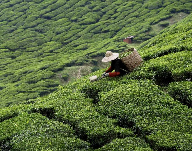 Briefing on the Land Sector and Removals Standard &amp; its implications to your business