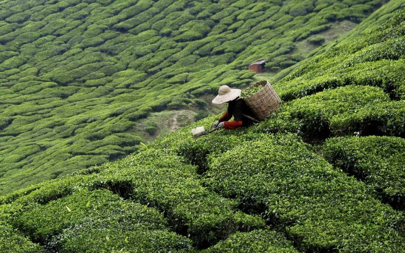 Briefing on the Land Sector and Removals Standard & its implications to your business